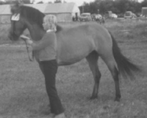 Zuchtstute Jasmin (New-Forest-Pony, 1967, von Jasmijn Arthur)