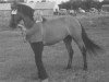 Zuchtstute Jasmin (New-Forest-Pony, 1967, von Jasmijn Arthur)