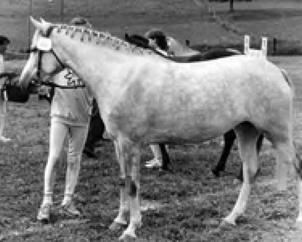 Zuchtstute Amazone - P- (New-Forest-Pony, 1981, von Don Juan)