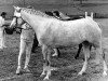 broodmare Amazone - P- (New Forest Pony, 1981, from Don Juan)