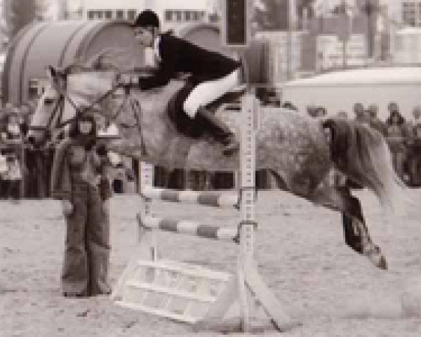 broodmare Alexandra (New Forest Pony, 1968, from Prescott Julian)