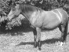 broodmare Ashley (New Forest Pony, 1991, from Isaron Nordwind)