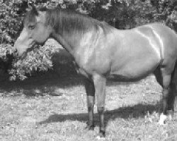 Zuchtstute Ashley (New-Forest-Pony, 1991, von Isaron Nordwind)