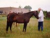 broodmare Brummerhoeve's Nakyta (New Forest Pony, 1986, from Briljant)