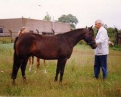 Zuchtstute Brummerhoeve's Nakyta (New-Forest-Pony, 1986, von Briljant)