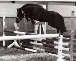 horse Brummerhoeve's Mirr (New Forest Pony, 1995, from Molenaar's Golden King)