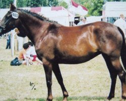 horse Brummerhoeve's Millennia (New Forest Pony, 1999, from Nieuwmoeds Patrick)