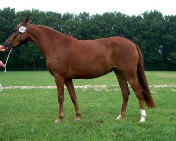 Zuchtstute Brummerhoeve's Gravin (New-Forest-Pony, 2000, von Nieuwmoeds Patrick)