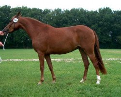 Zuchtstute Brummerhoeve's Gravin (New-Forest-Pony, 2000, von Nieuwmoeds Patrick)