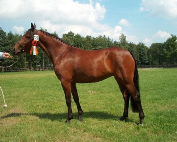 Zuchtstute Brummerhoeve's Johanne (New-Forest-Pony, 2001, von Justice H.R.)