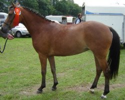 horse Brummerhoeve's Pearl (New Forest Pony, 2004, from Emmickhoven's Diego)