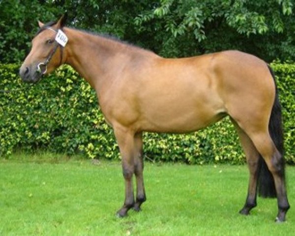 horse Brummerhoeve's Aurora (New Forest Pony, 2002, from Nieuwmoeds Patrick)