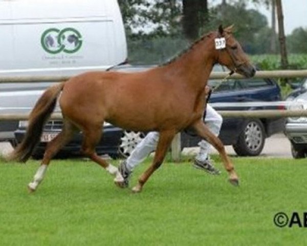 horse Brummerhoeve's Minerva (New Forest Pony, 2005, from Brummerhoeve's Boss)