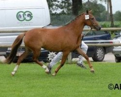 Pferd Brummerhoeve's Minerva (New-Forest-Pony, 2005, von Brummerhoeve's Boss)