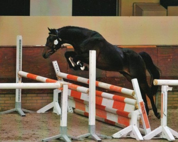 dressage horse Brummerhoeve's Shopin (New Forest Pony, 2006, from Major)