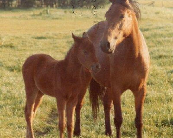 Zuchtstute Ruimzicht's Elisabeth (New-Forest-Pony, 1969, von Prescott Julian)