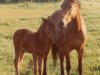 Zuchtstute Ruimzicht's Elisabeth (New-Forest-Pony, 1969, von Prescott Julian)