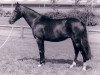 broodmare Brummerhoeve's Johanna (New Forest Pony, 1985, from Briljant)