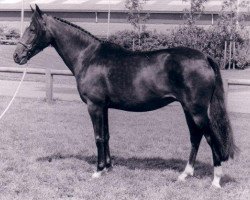 broodmare Brummerhoeve's Johanna (New Forest Pony, 1985, from Briljant)