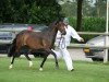 broodmare Brummerhoeve's Bell (New Forest Pony, 2006, from Molenaar's Golden King)