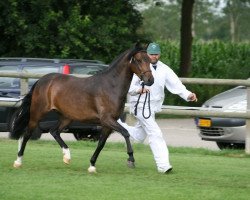 Zuchtstute Brummerhoeve's Bell (New-Forest-Pony, 2006, von Molenaar's Golden King)