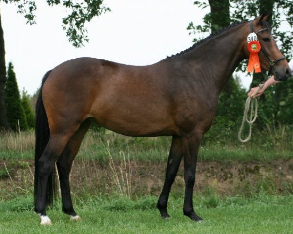 horse Brummerhoeve's Romy (New Forest Pony, 2008, from Tunja's Eduard)