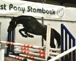 Deckhengst Brummerhoeve's Darwin H (New-Forest-Pony, 2009, von Poppings Macho)