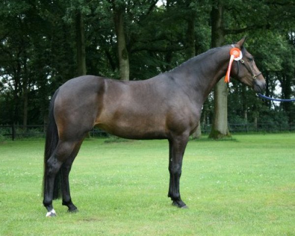 broodmare Brummerhoeve's Amber (New Forest Pony, 2009, from Poppings Macho)