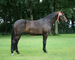 Zuchtstute Brummerhoeve's Amber (New-Forest-Pony, 2009, von Poppings Macho)