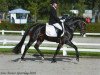 stallion Tunja's Eduard (New Forest Pony, 2004, from De Mensinghe's Rinaldo)