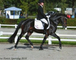 Deckhengst Tunja's Eduard (New-Forest-Pony, 2004, von De Mensinghe's Rinaldo)