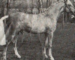 horse Jenny's Ringo (New Forest Pony, 1981, from Noordererf Chap)