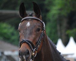 Springpferd Scarlett de Luxe CH (Schweizer Warmblut, 2010, von Stedinger)