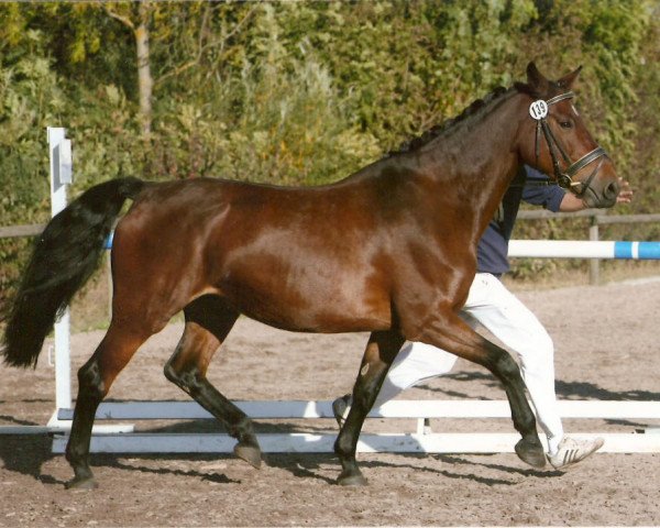 broodmare Comtess (Württemberger, 1999, from Caletto III)