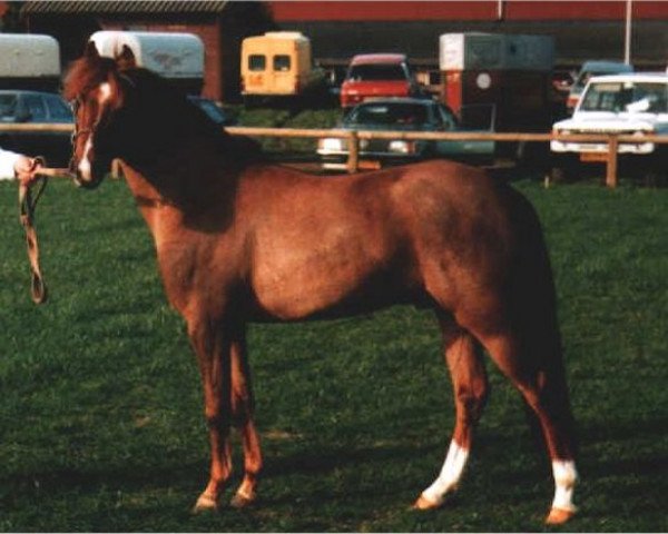 Deckhengst Cillaarshoek's Danny's Micro (New-Forest-Pony, 1985, von Brummerhoeve's Denny Danny)