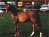 stallion Cillaarshoek's Danny's Micro (New Forest Pony, 1985, from Brummerhoeve's Denny Danny)