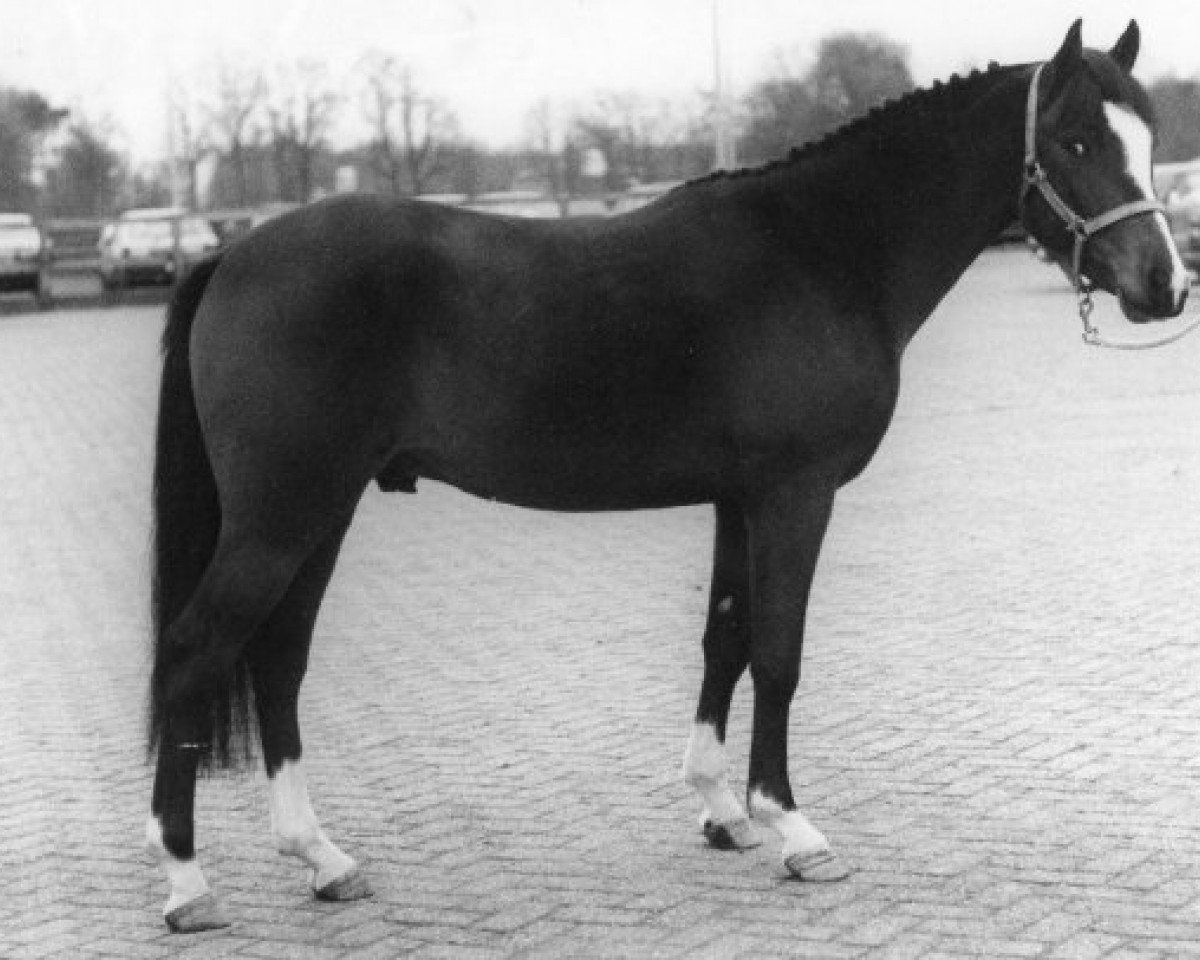 stallion Ricardo (New Forest Pony, 1989, from Robijn)