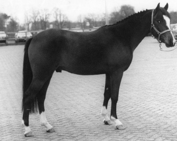 Deckhengst Ricardo (New-Forest-Pony, 1989, von Robijn)