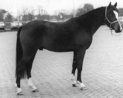 Deckhengst Ricardo (New-Forest-Pony, 1989, von Robijn)