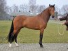 stallion Noordhof's Surprise (New Forest Pony, 2008, from Brummerhoeve's Boss)