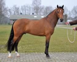 Deckhengst Noordhof's Surprise (New-Forest-Pony, 2008, von Brummerhoeve's Boss)