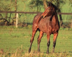 broodmare Nanthesse (Holsteiner, 2013, from Nabab de Rêve)