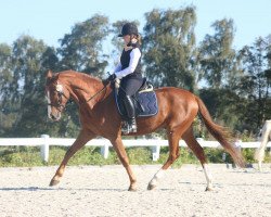 horse Remino (Arab half breed / Partbred, 2010, from Remon AA)