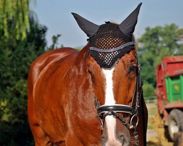 dressage horse Don Carlos 201 (Hanoverian, 2003, from Don Bosco)