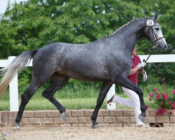 broodmare Kandela R (German Sport Horse, 2010, from Colestus)