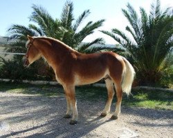 stallion Stannes-F (Haflinger, 2002, from Steinwind)