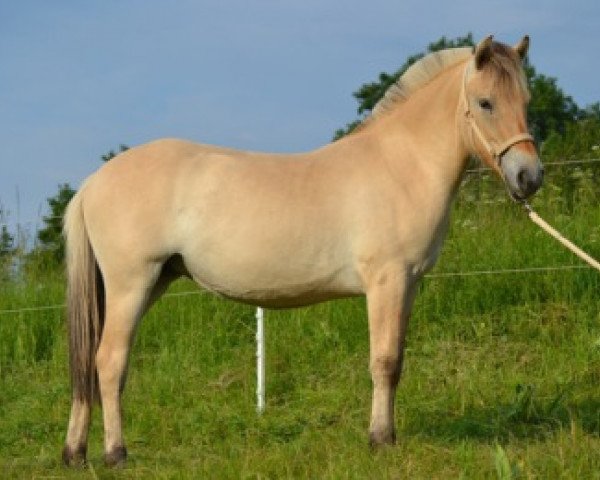 horse Reikya H (Fjord Horse, 2013, from Kjartan)