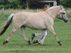 broodmare Ranja (Fjord Horse, 2003, from Douglas II)