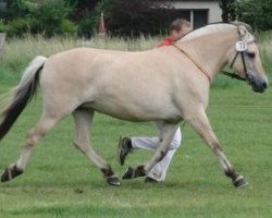 broodmare Ranja (Fjord Horse, 2003, from Douglas II)