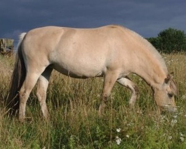 broodmare Ratina (Fjord Horse, 2008, from Daran)
